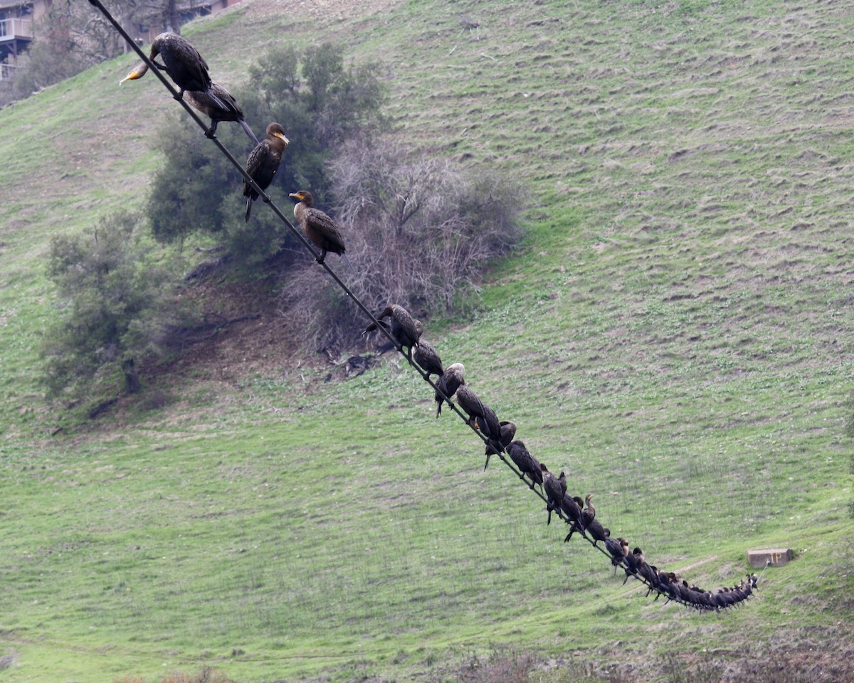 Double-crested Cormorant - ML645908532