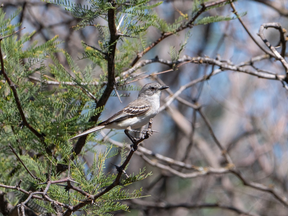 Suiriri Flycatcher - ML645908539