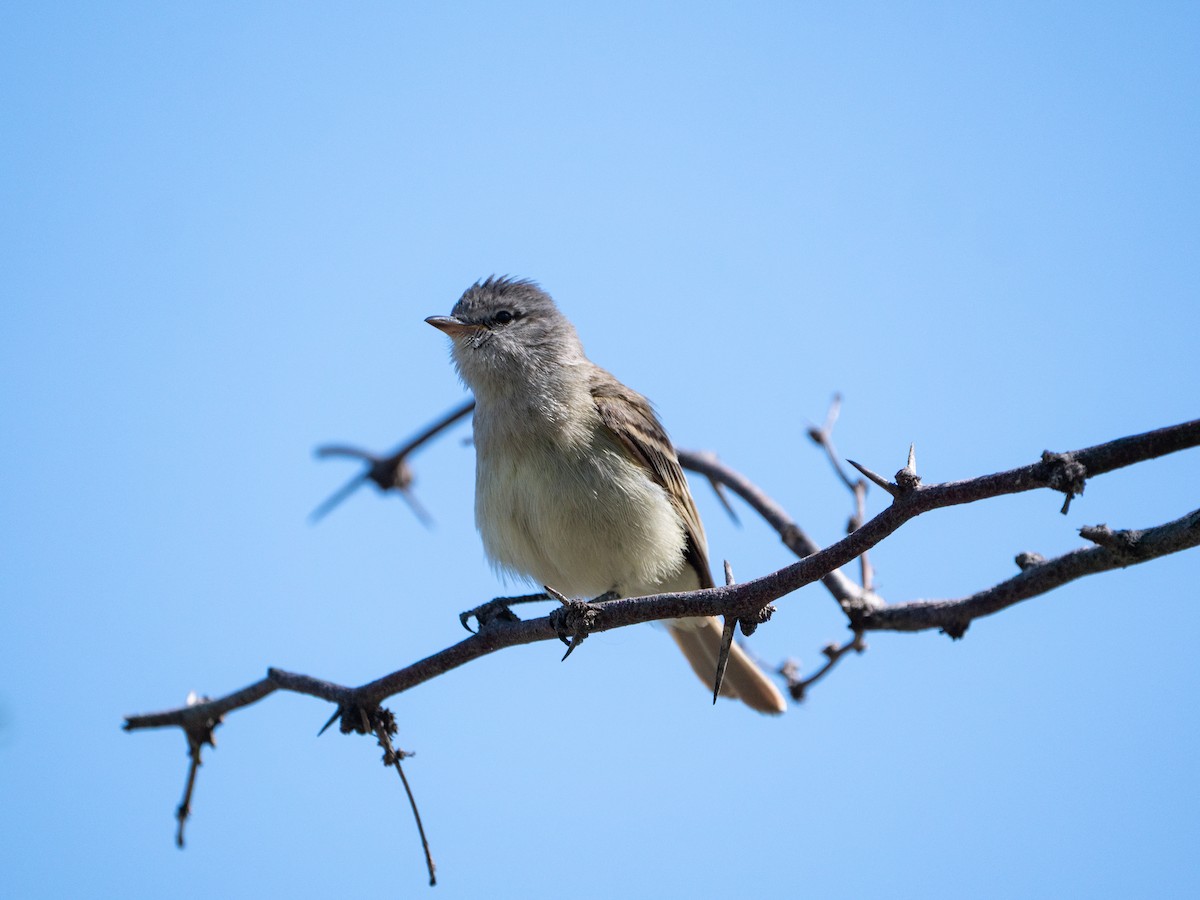 Small-billed Elaenia - ML645908542