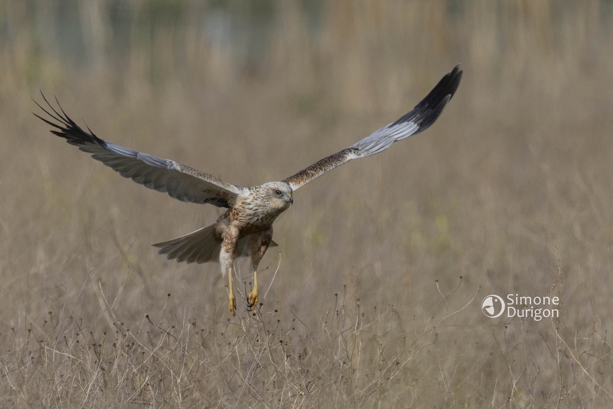 Western Marsh Harrier - ML645908546
