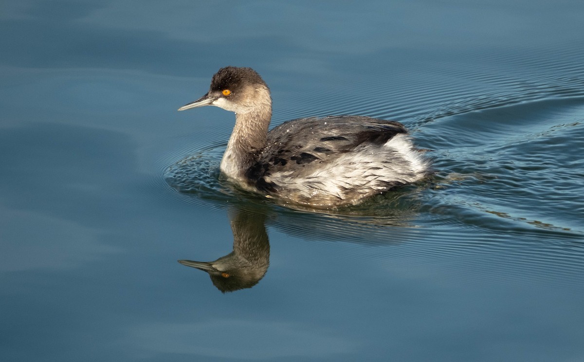 Eared Grebe - ML645908549