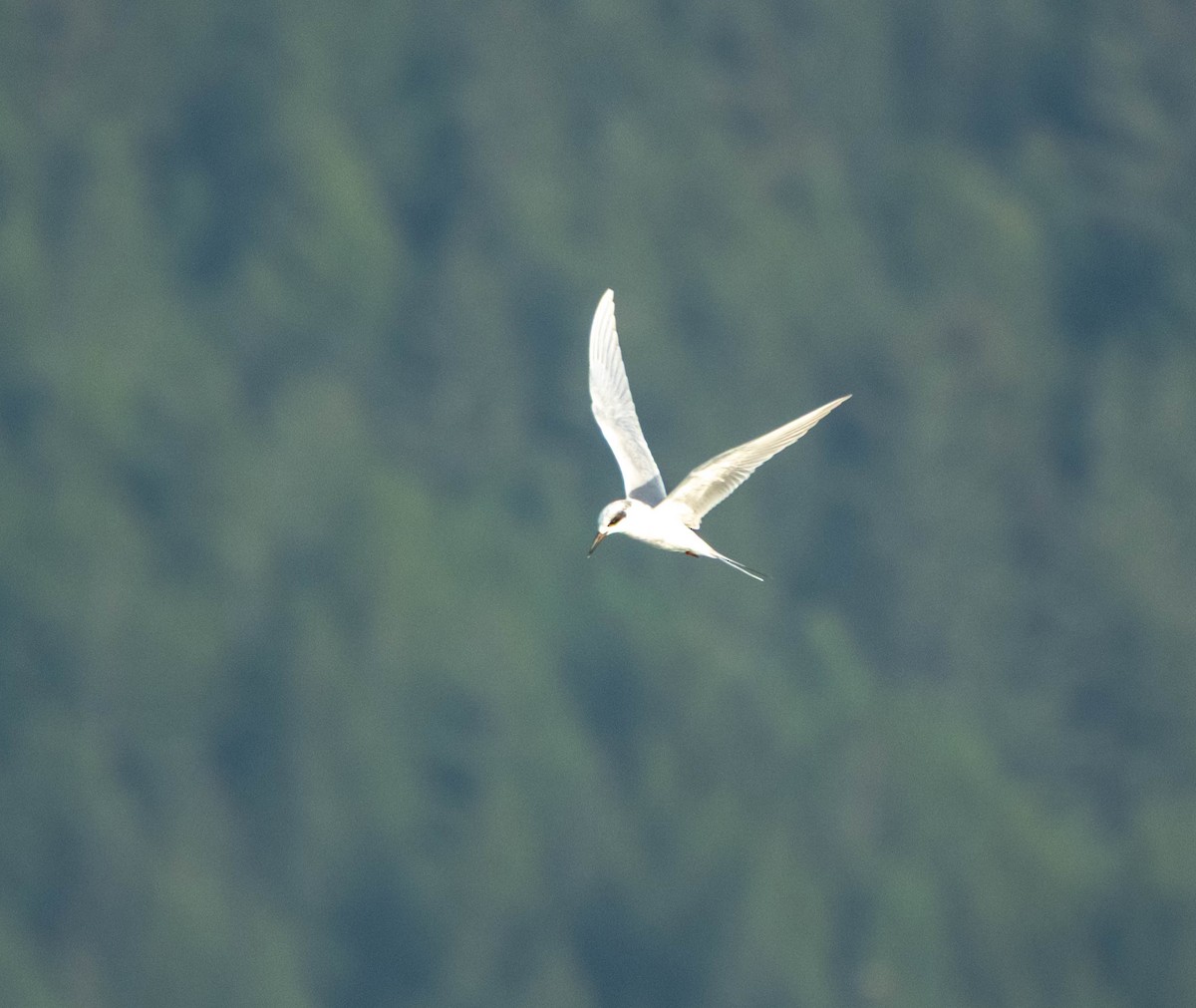 メリケンアジサシ - ML645908561