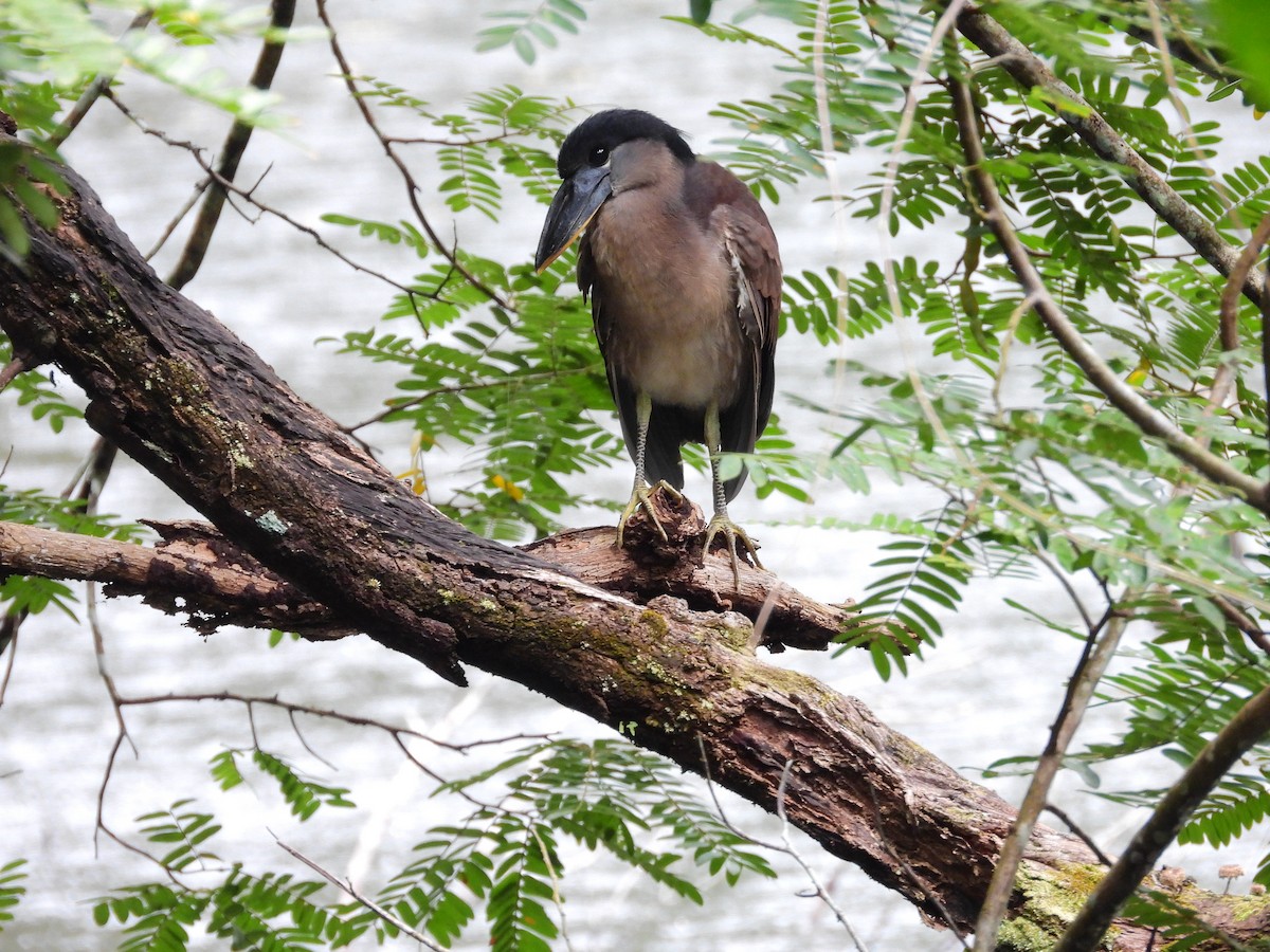 Boat-billed Heron - ML645908562