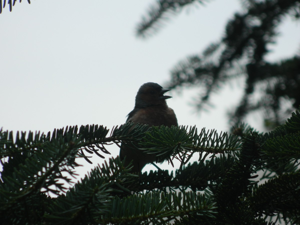 Common Chaffinch - ML645908564