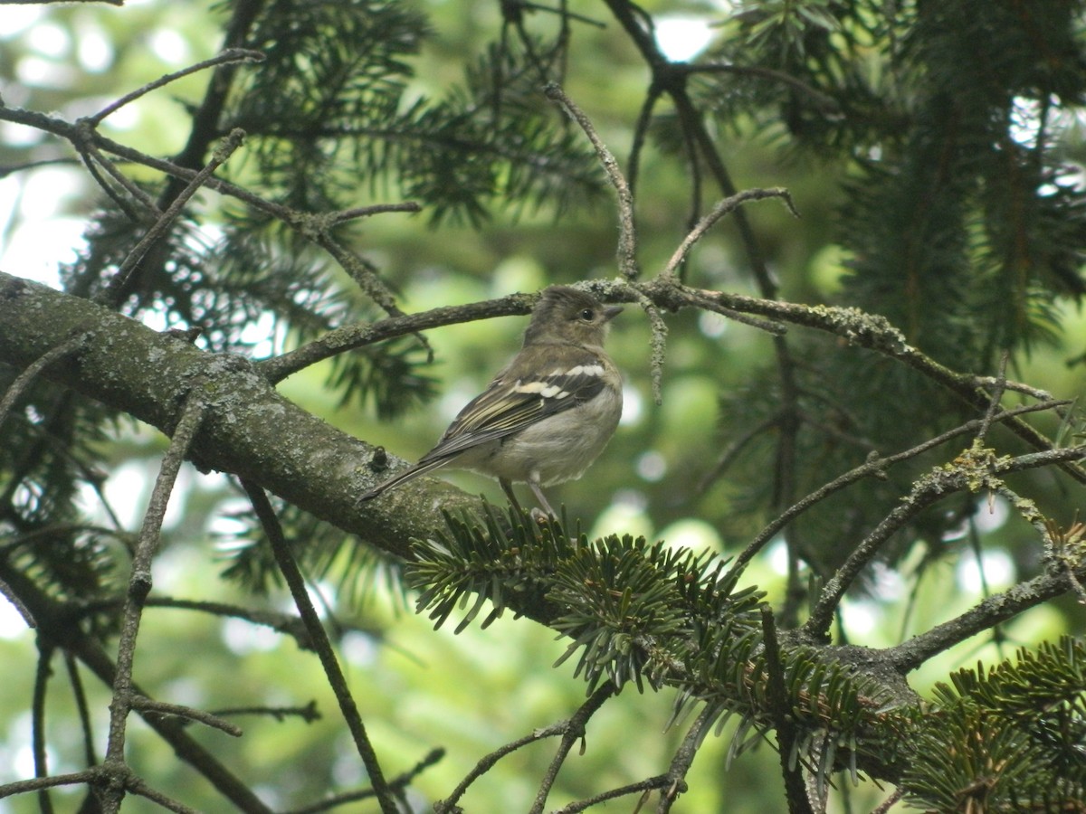 Common Chaffinch - ML645908565