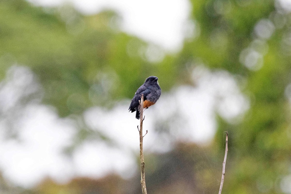 Swallow-winged Puffbird - ML645908566