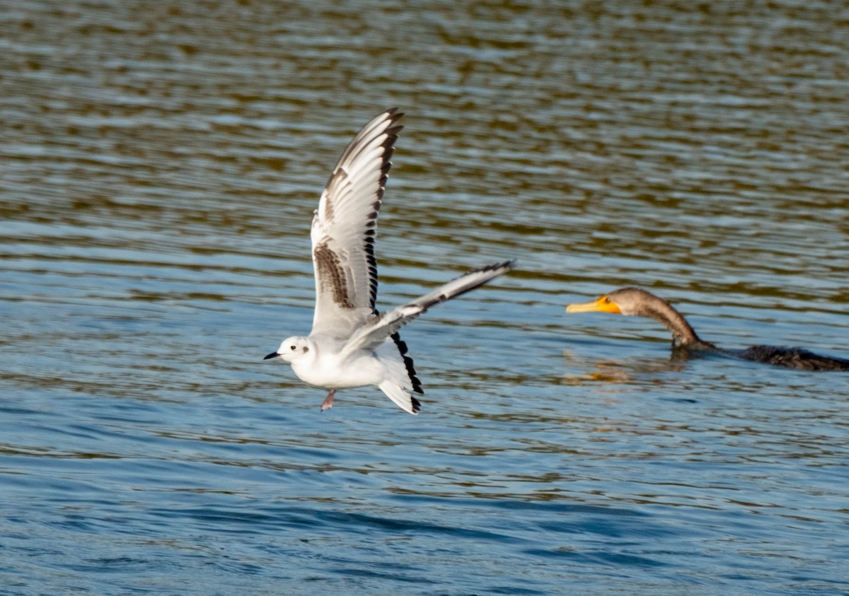 Bonaparte's Gull - ML645908569