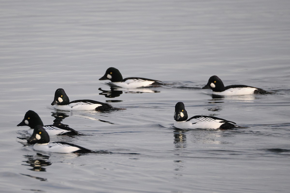 鵲鴨 - ML645908570