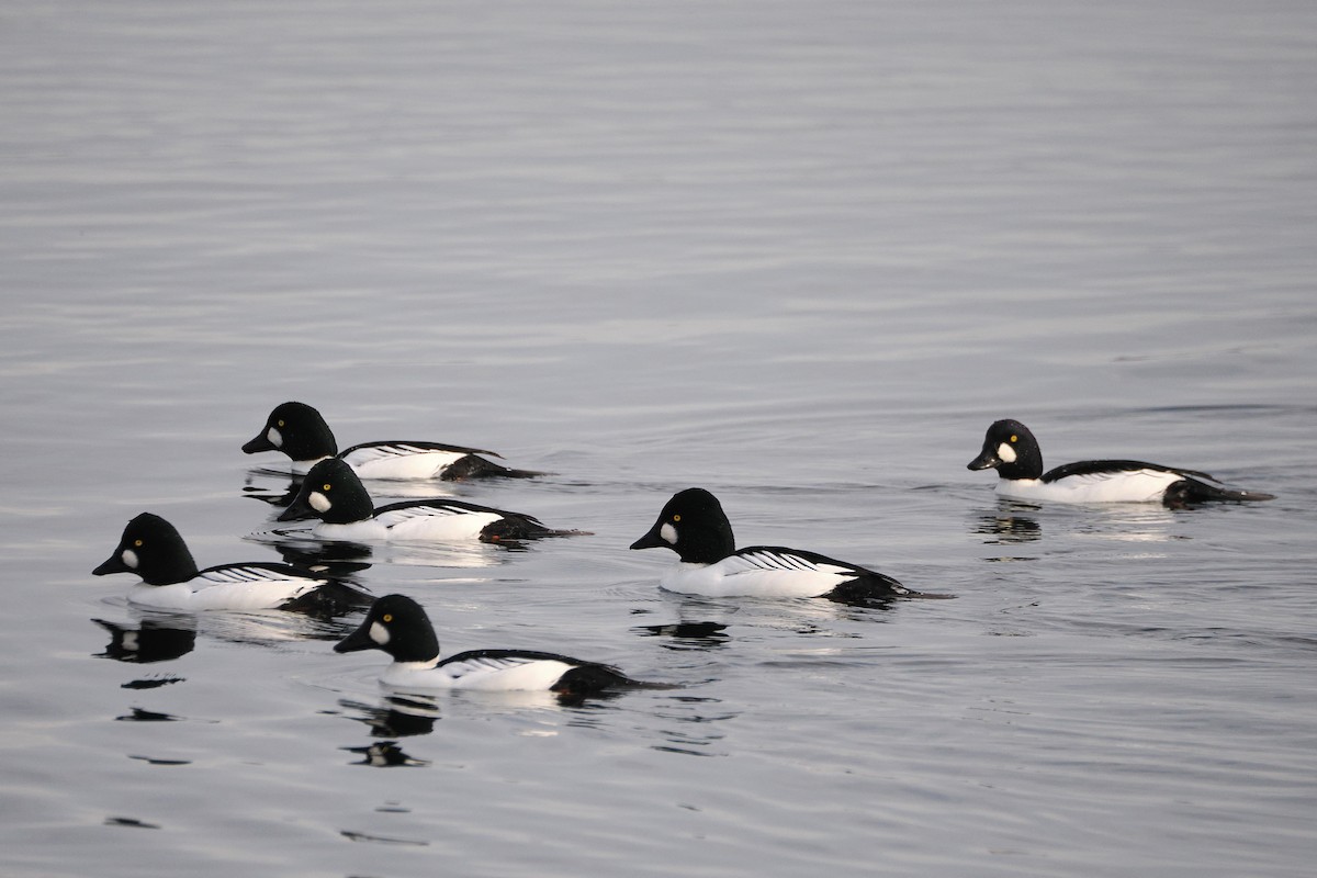 鵲鴨 - ML645908571