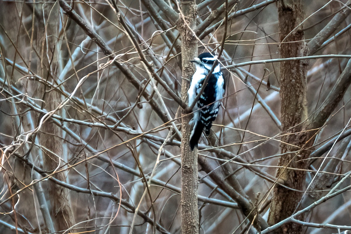 Downy Woodpecker - ML645908573