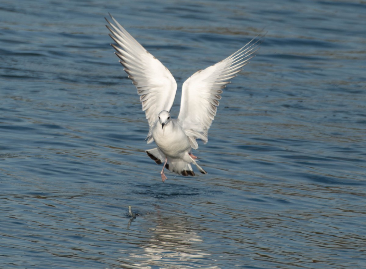 Bonaparte's Gull - ML645908574