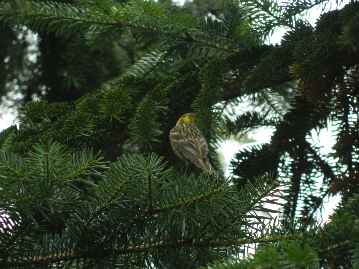 European Serin - ML645908575