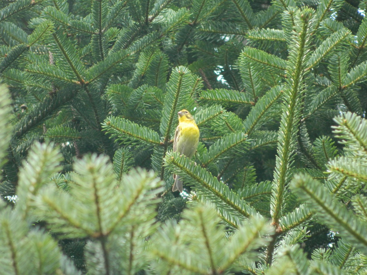 European Serin - ML645908576