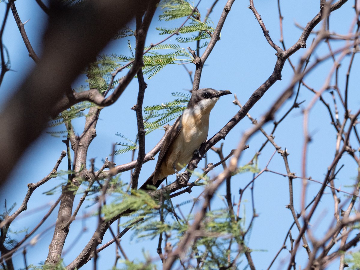 Dark-billed Cuckoo - ML645908578