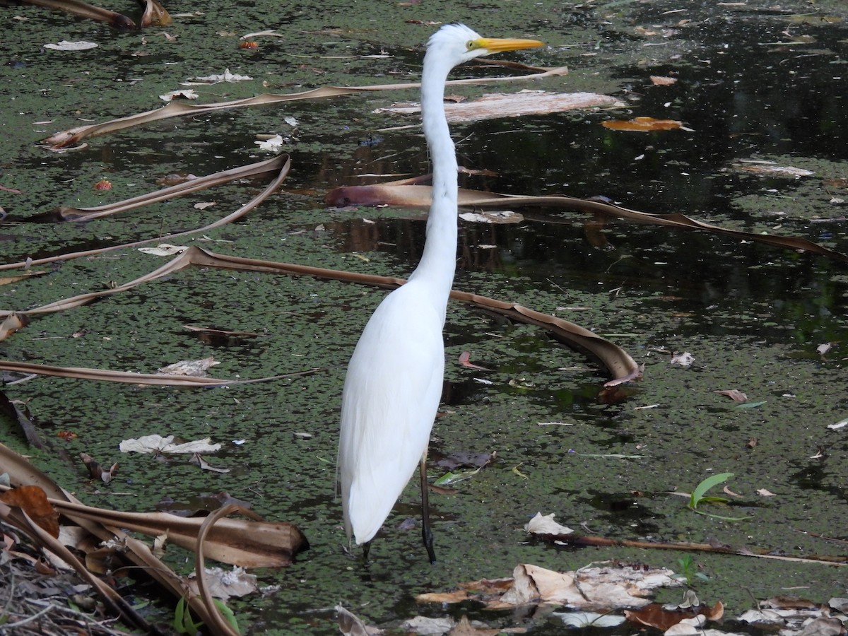 大白鷺 - ML645908579