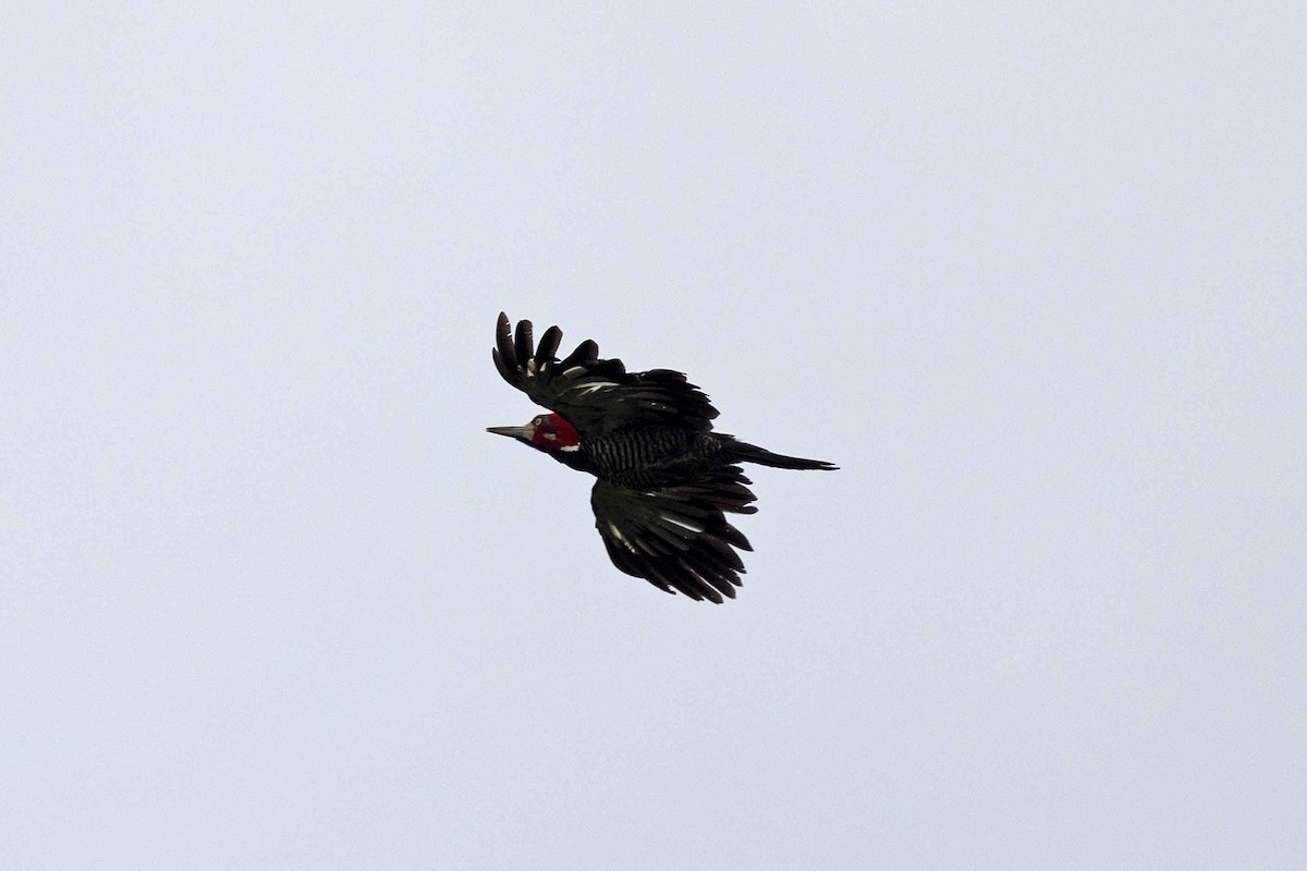 Crimson-crested Woodpecker - ML645908580