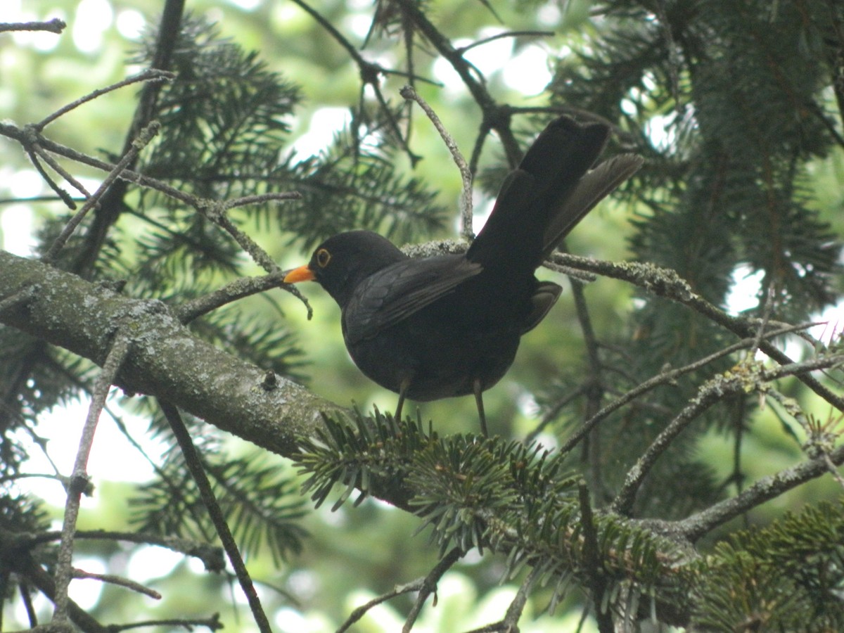 Eurasian Blackbird - ML645908581