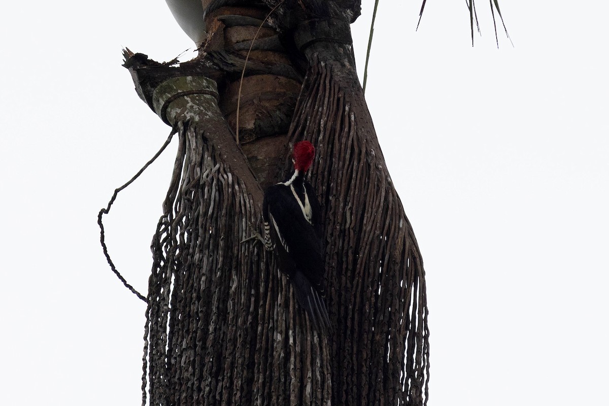Crimson-crested Woodpecker - ML645908583