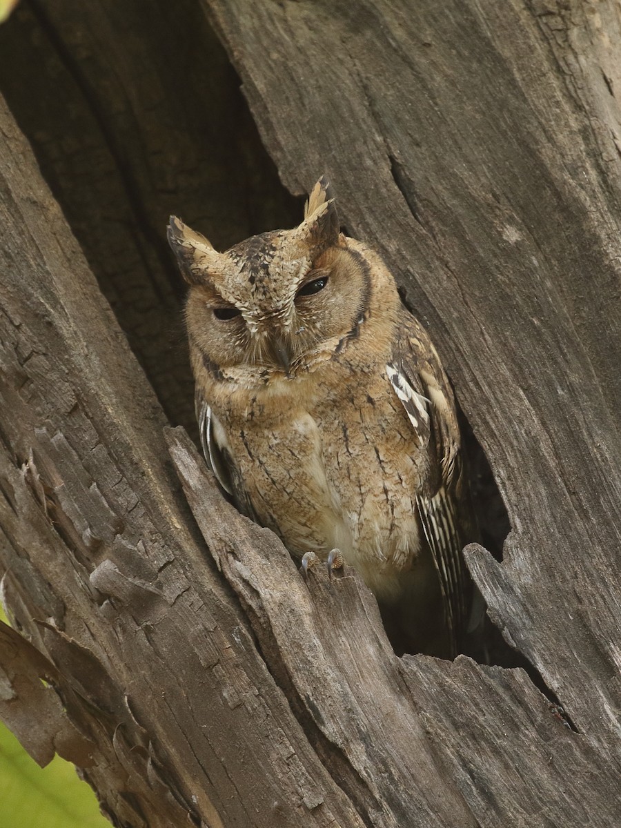 Indian Scops-Owl - ML645908585