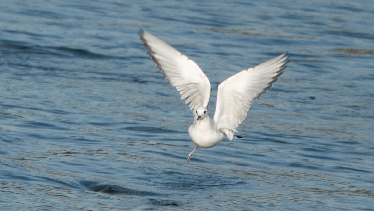 Bonaparte's Gull - ML645908586