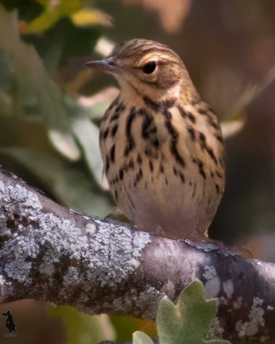 林鷚 - ML645908587