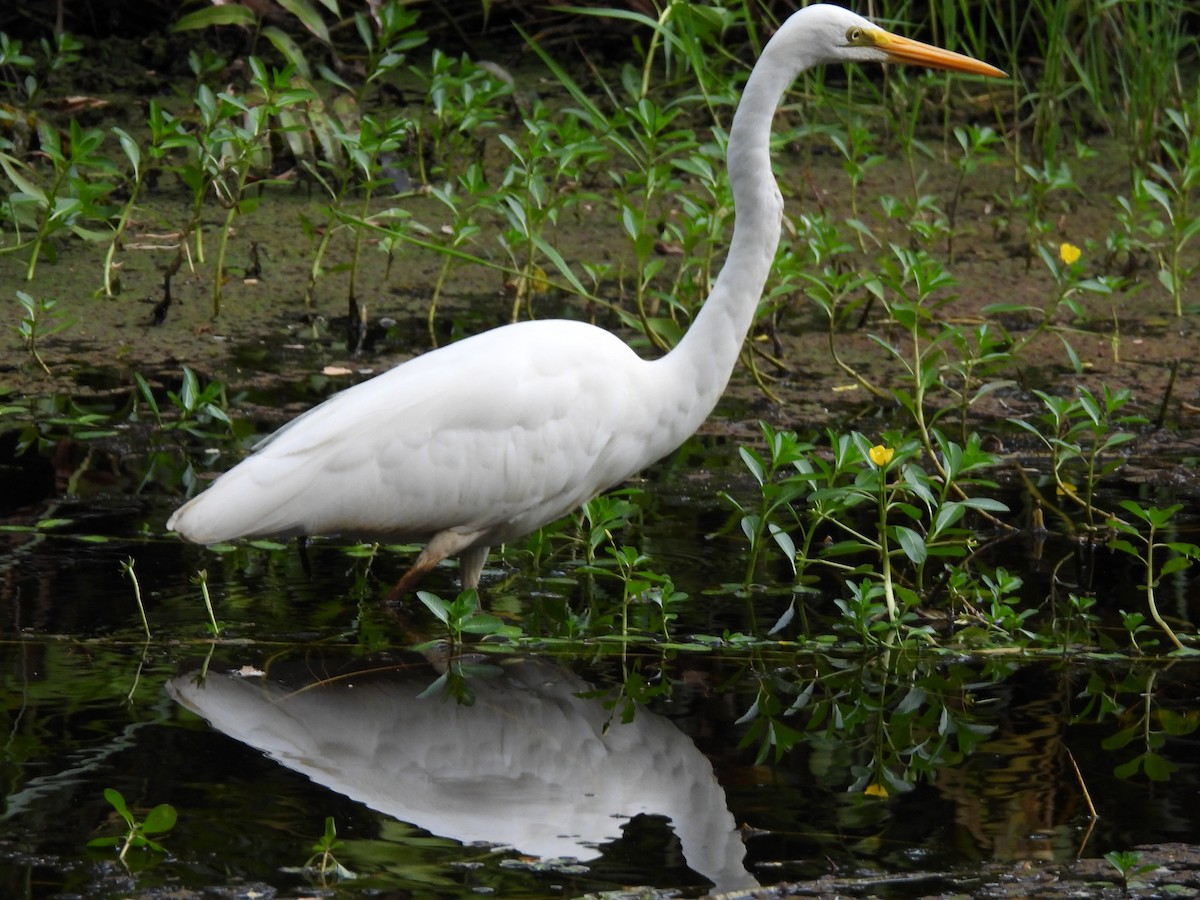 大白鷺 - ML645908589