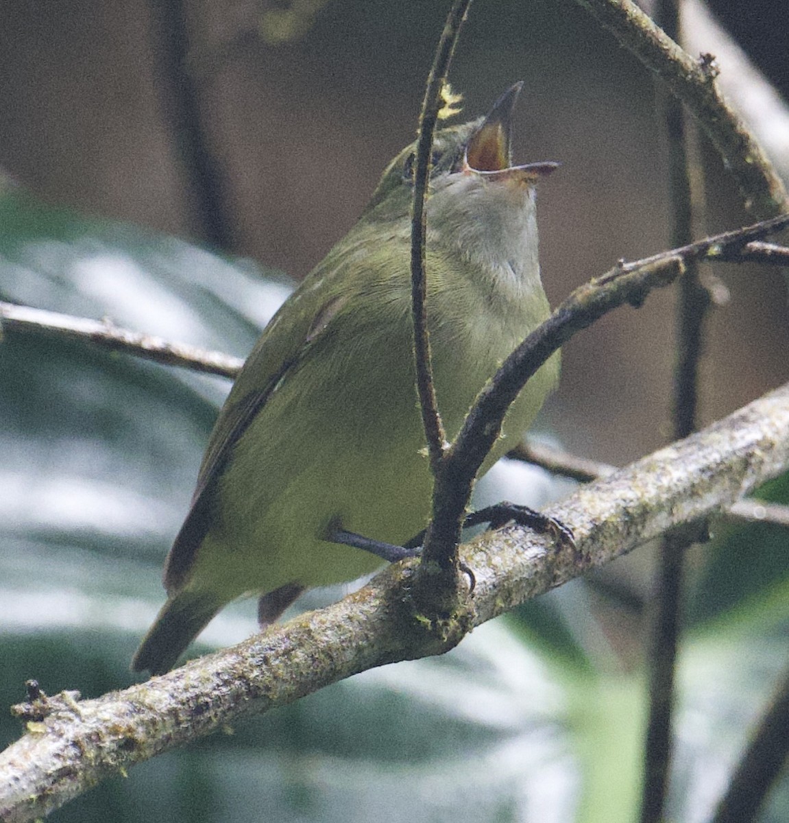 White-ruffed Manakin - ML645908590