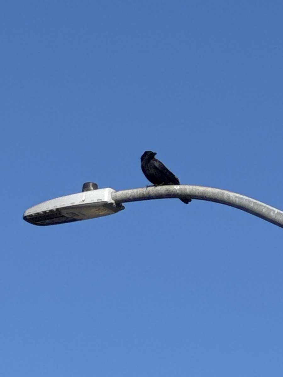 American Crow - ML645908591