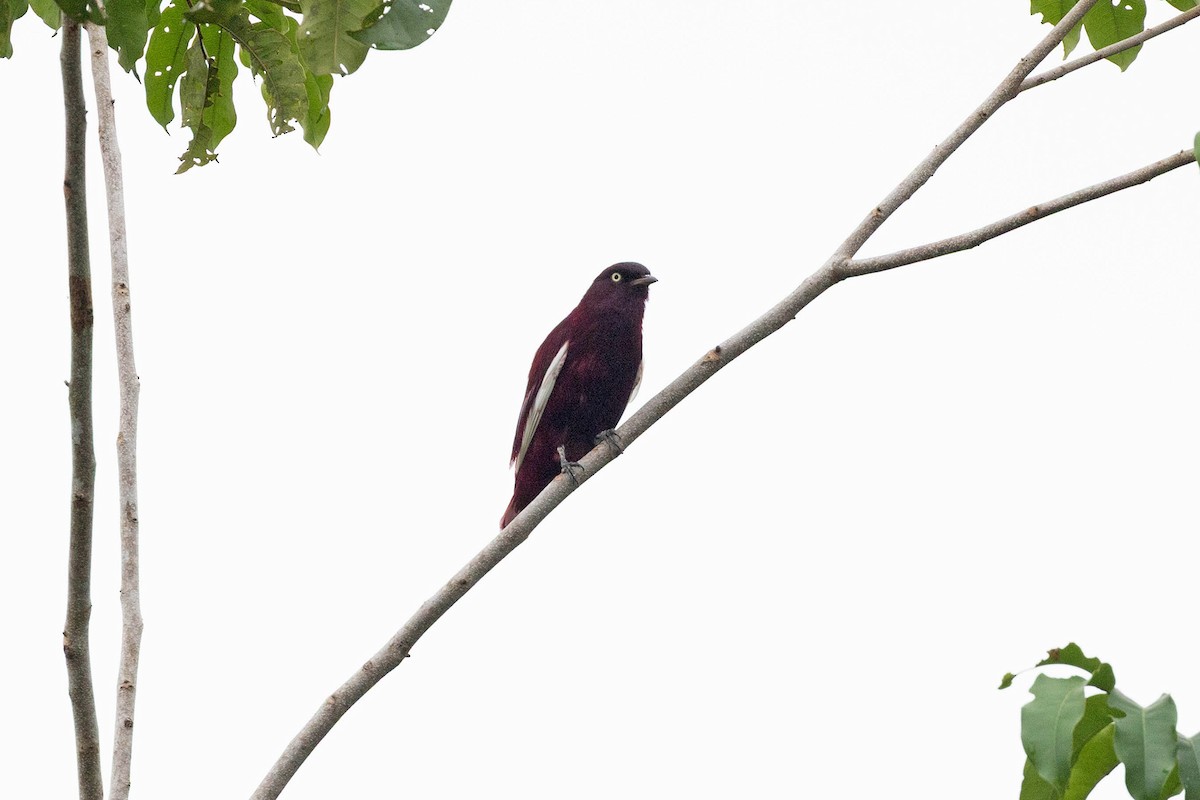 Pompadour Cotinga - ML645908592