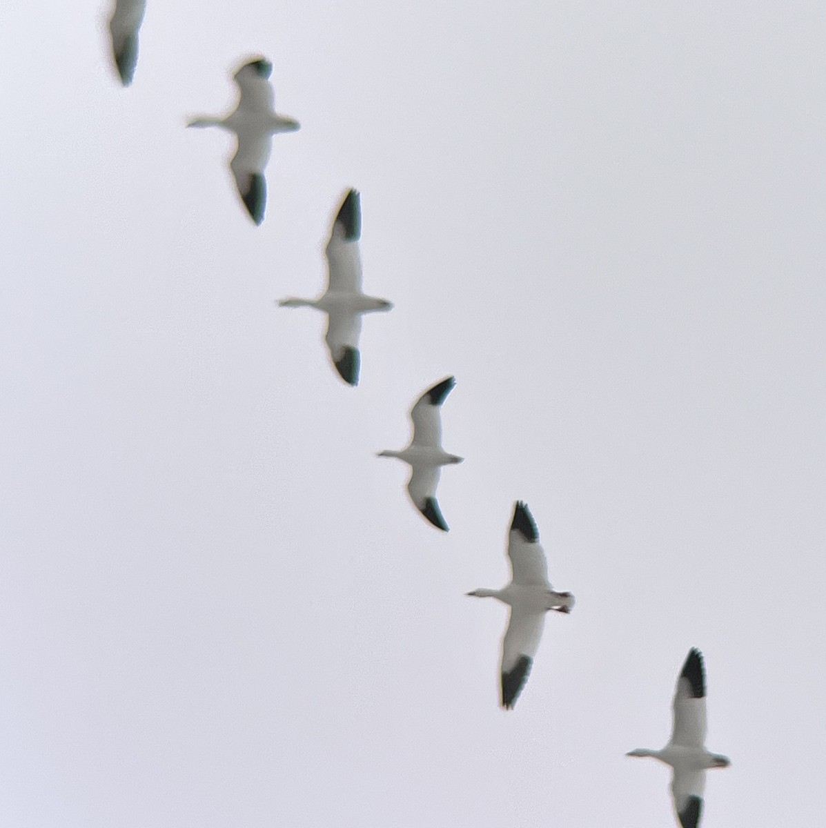 Ross's Goose - ML645908595