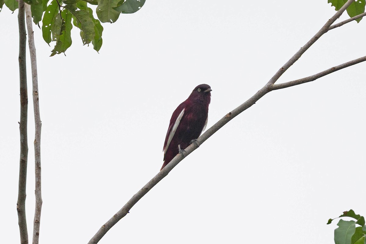 Pompadour Cotinga - ML645908598