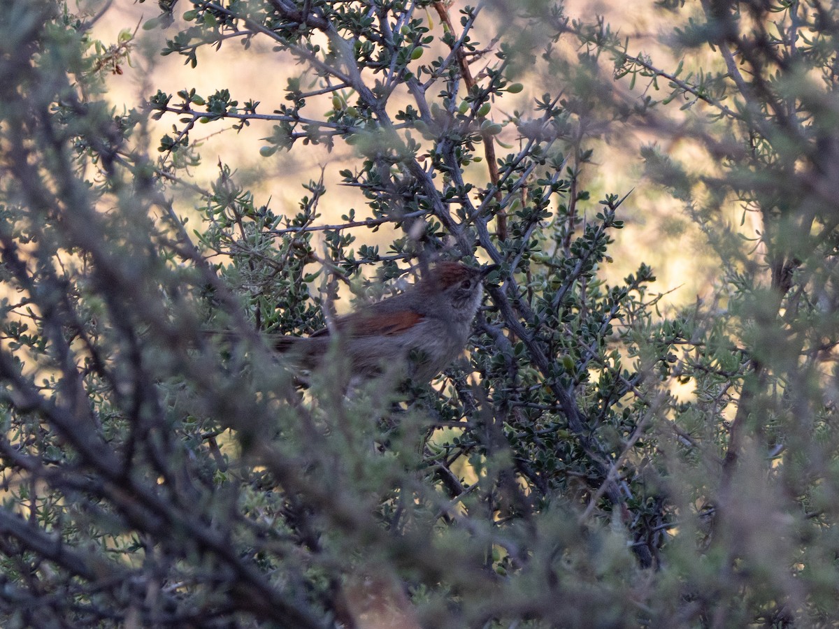 Pale-breasted Spinetail - ML645908600