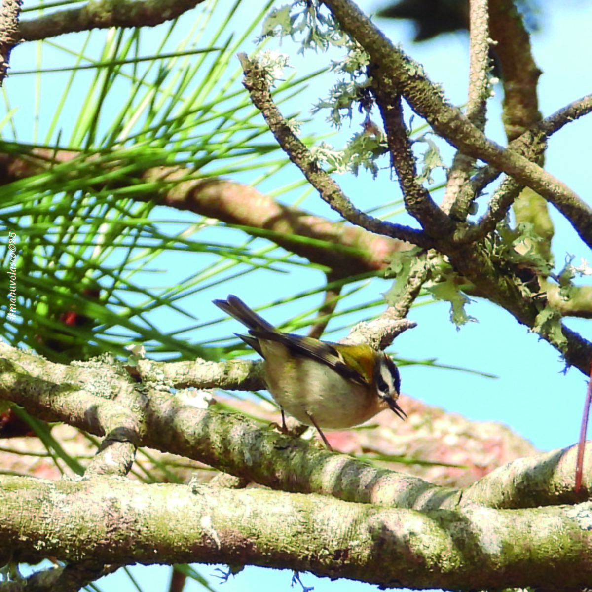 Common Firecrest - ML645908608