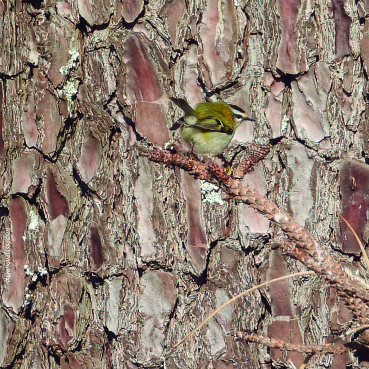 Common Firecrest - ML645908609