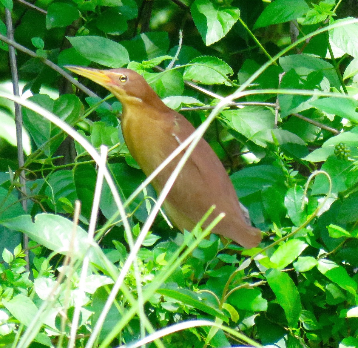 Cinnamon Bittern - ML64590861