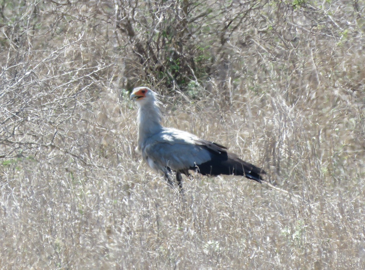 Secretarybird - ML645908615