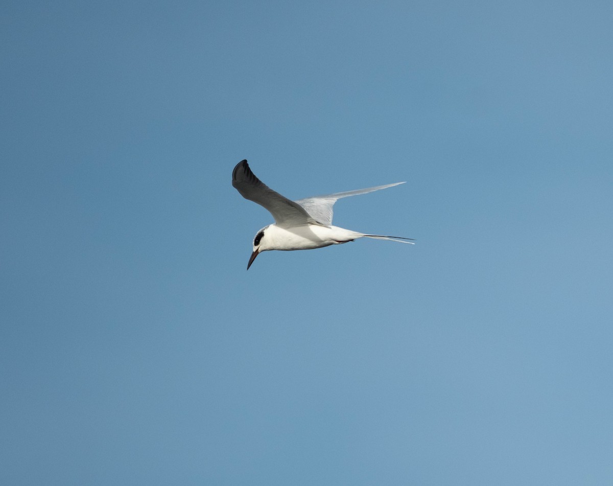 メリケンアジサシ - ML645908623