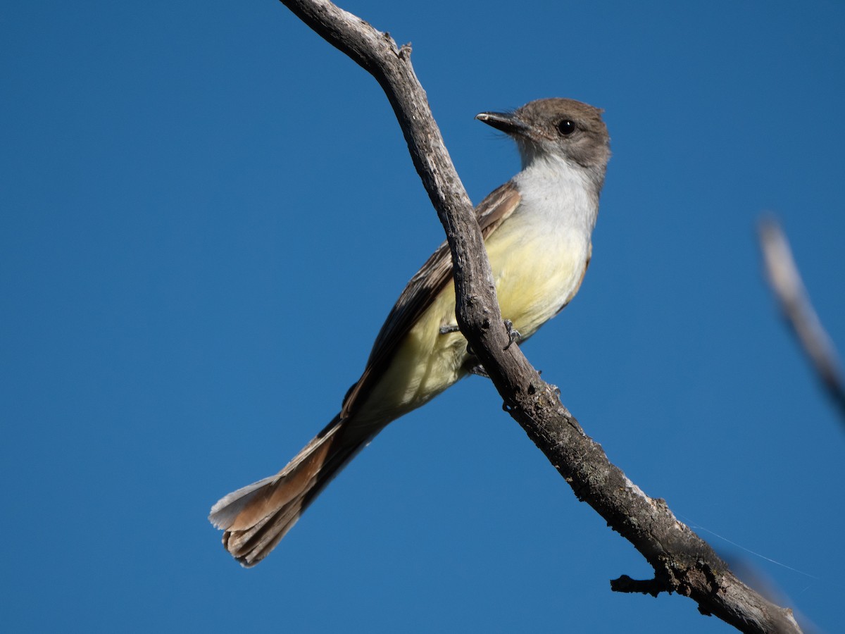 Brown-crested Flycatcher - ML645908625