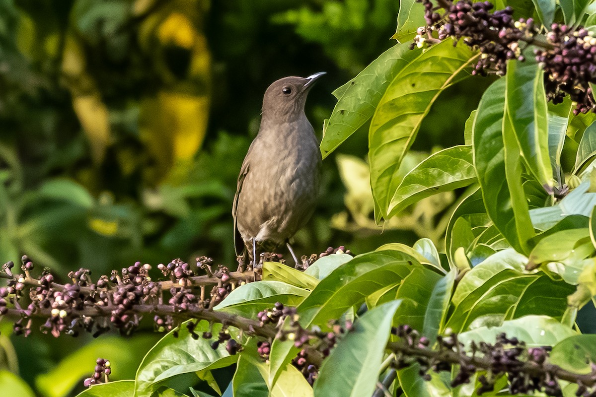 Mountain Thrush - ML645908629