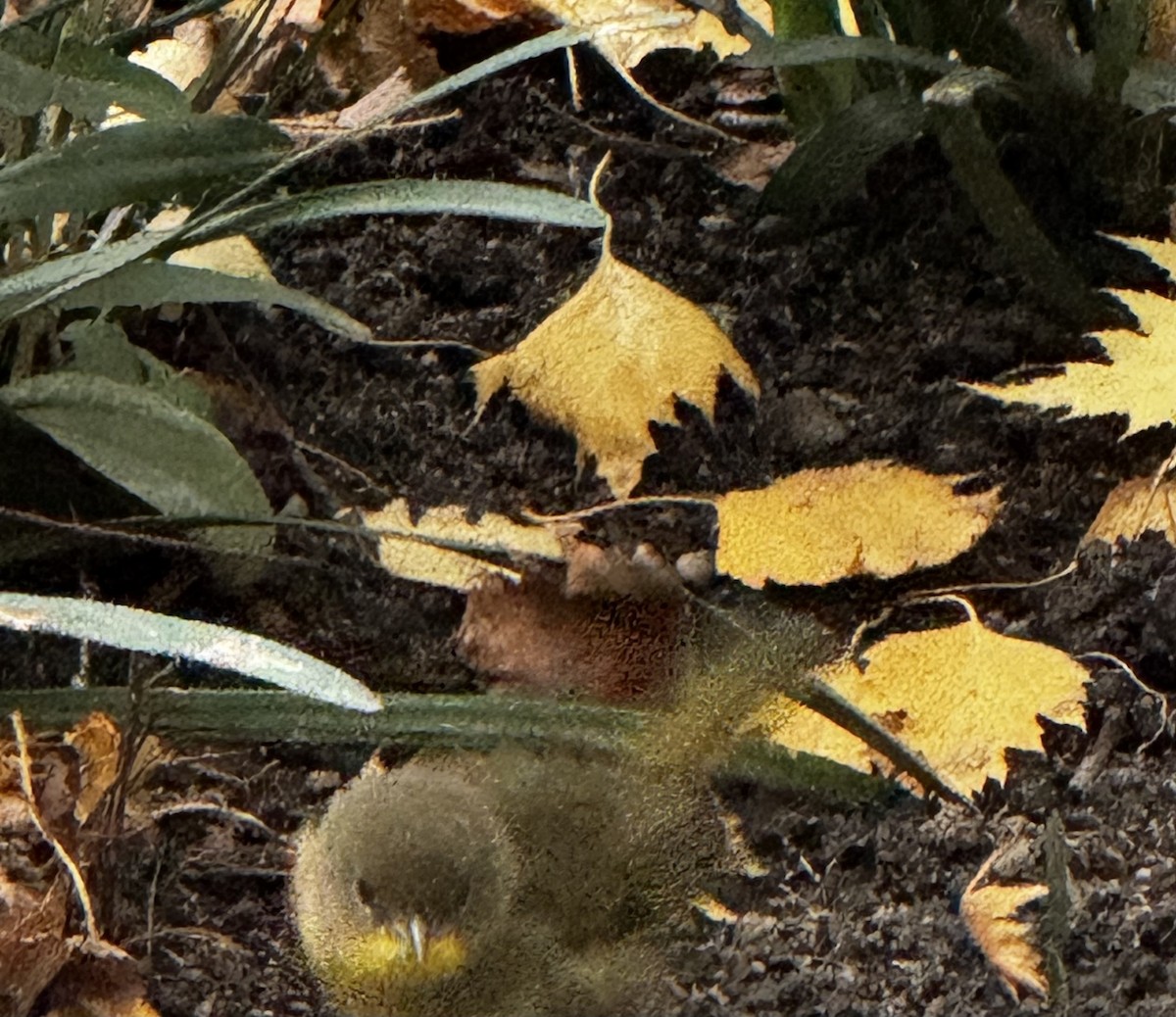 Common Yellowthroat - ML645908639