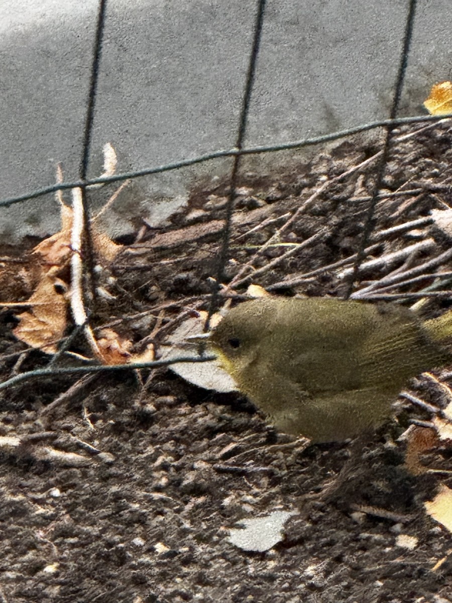 Common Yellowthroat - ML645908640