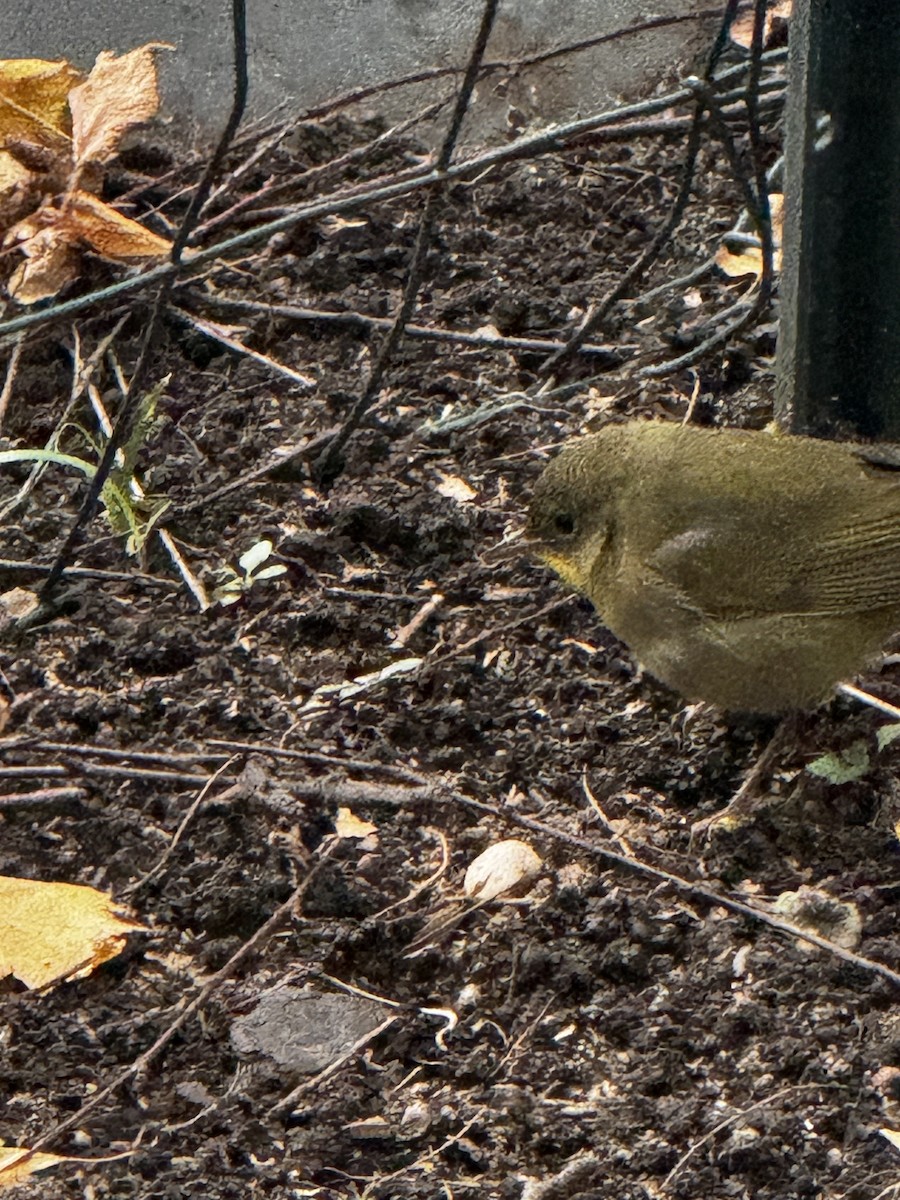 Common Yellowthroat - ML645908642
