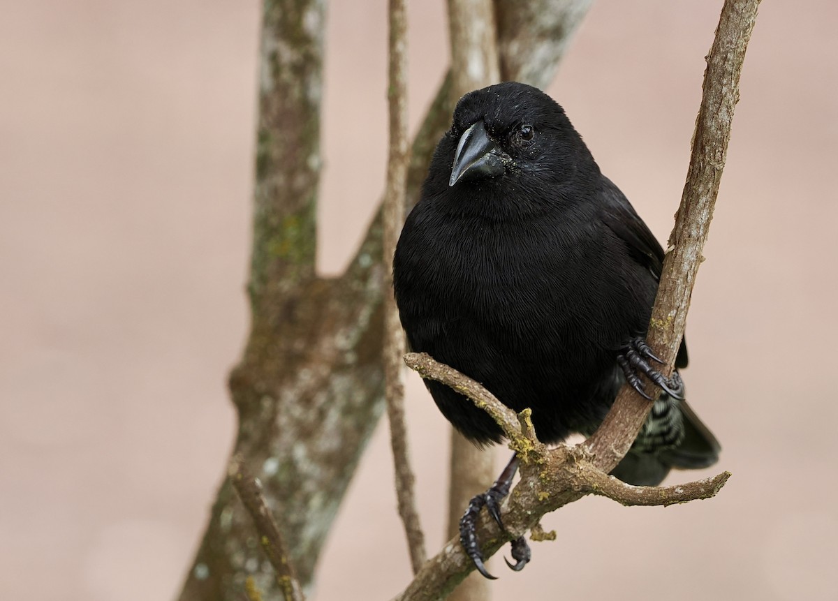 Géospize des cactus - ML645908646