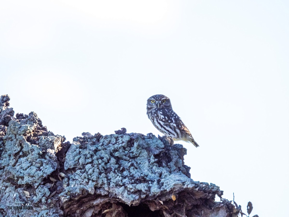 sýček obecný - ML645908652