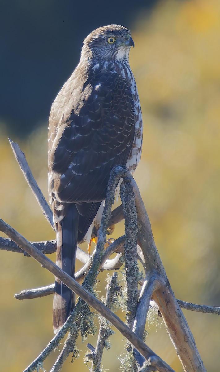 Cooper's Hawk - ML645908654