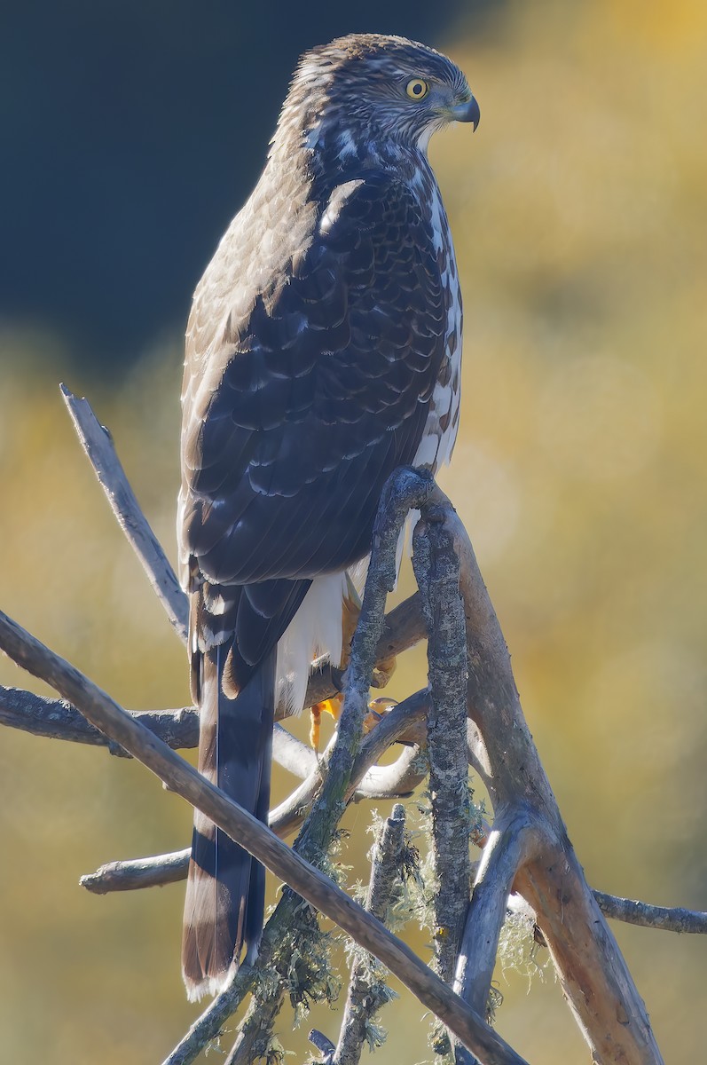 Cooper's Hawk - ML645908655