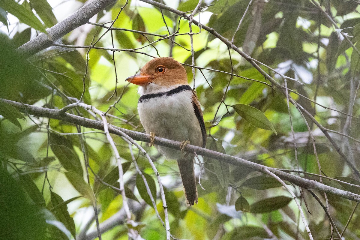 Collared Puffbird - ML645908658
