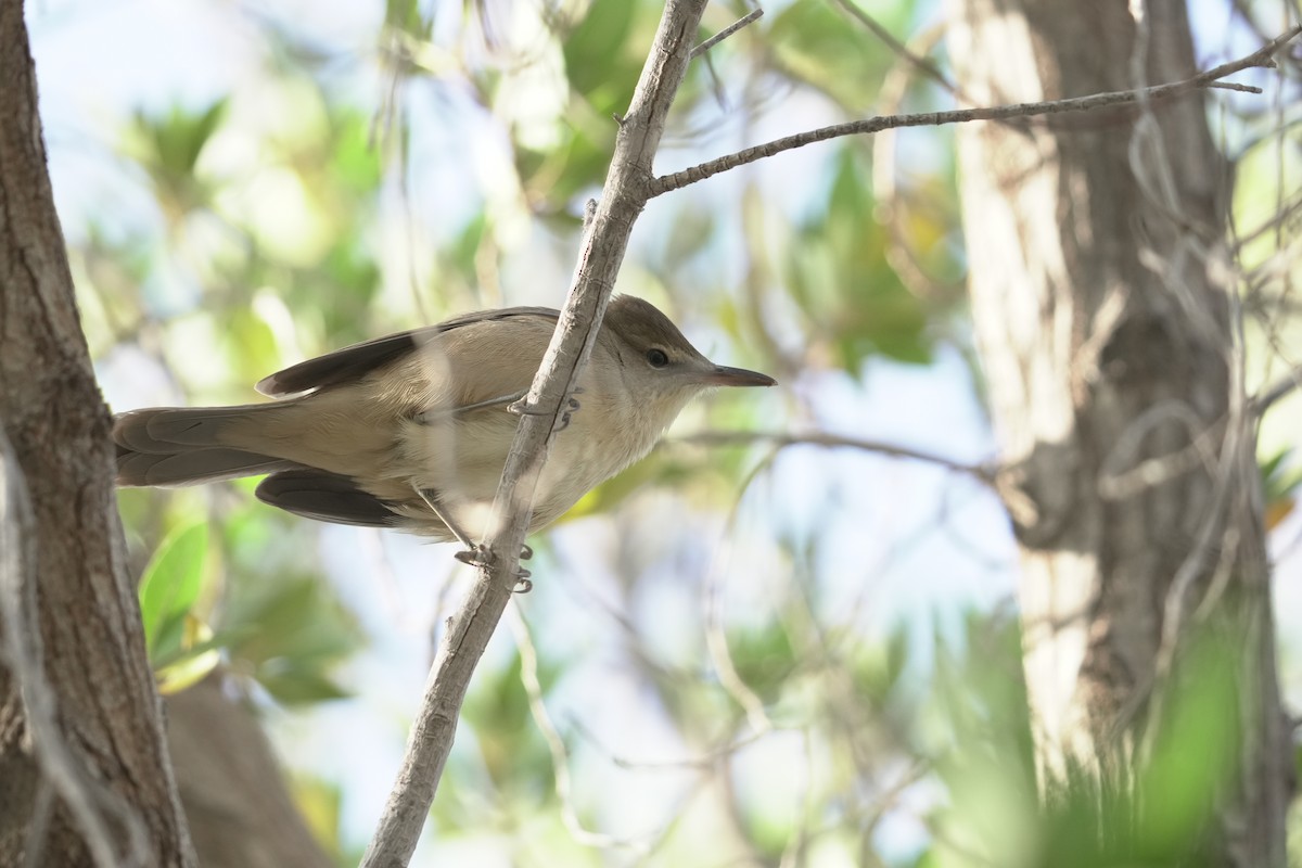 קנית אפריקנית - ML645908661