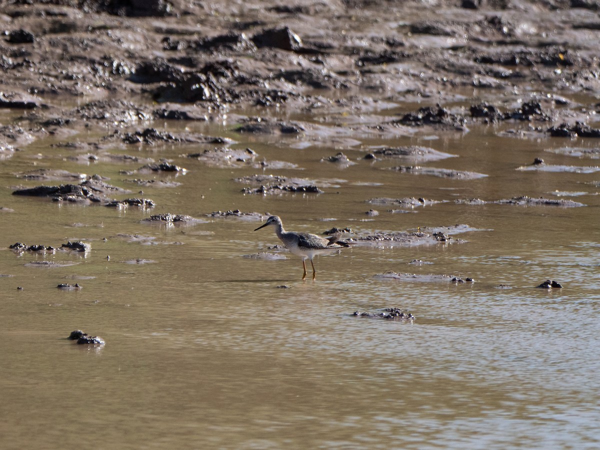 Lesser Yellowlegs - ML645908667