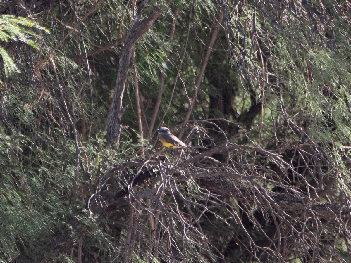 Tropical Kingbird - ML645908679